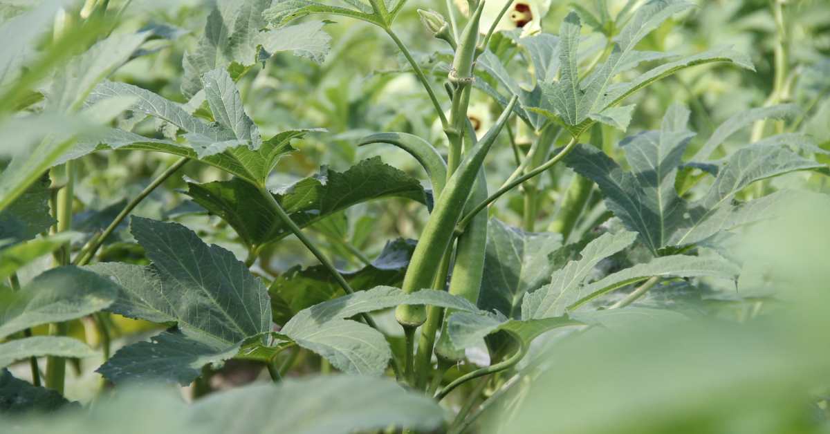 What to do to increase the production capacity of Ladyfinger in Zaid