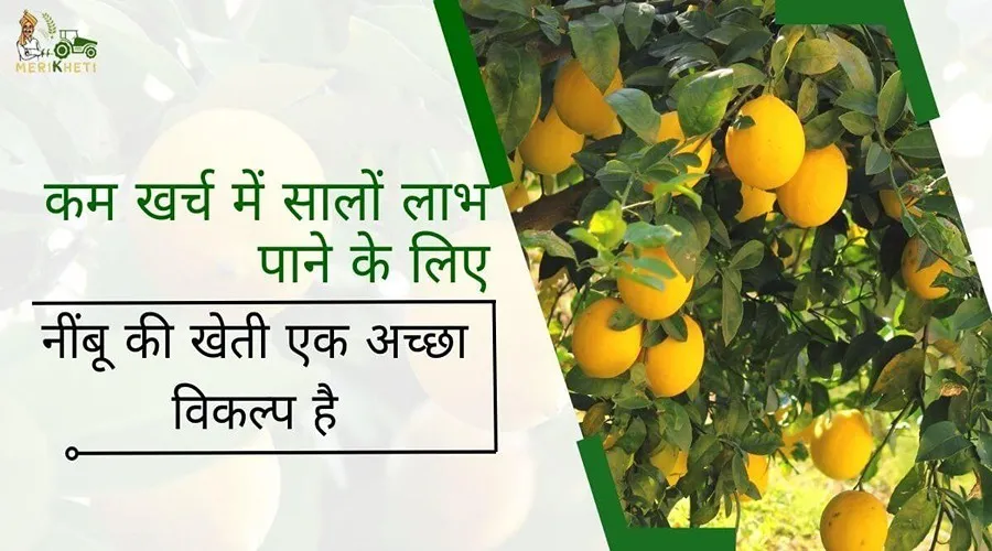 कम खर्च में सालों लाभ पाने के लिए नींबू की खेती एक अच्छा विकल्प है