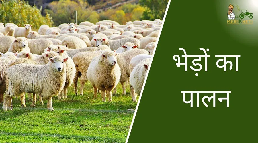 भेड़ों का पालन करने से पहले इनकी नस्लों के बारे में जरूर जानें