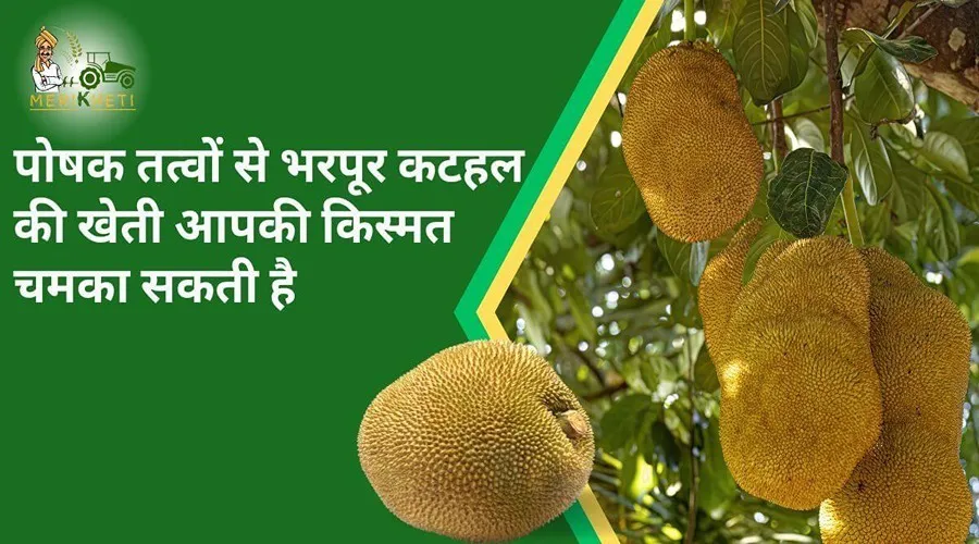 पोषक तत्वों से भरपूर कटहल की खेती आपकी किस्मत चमका सकती है
