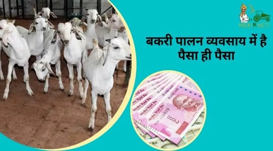 बकरी पालन व्यवसाय में है पैसा ही पैसा