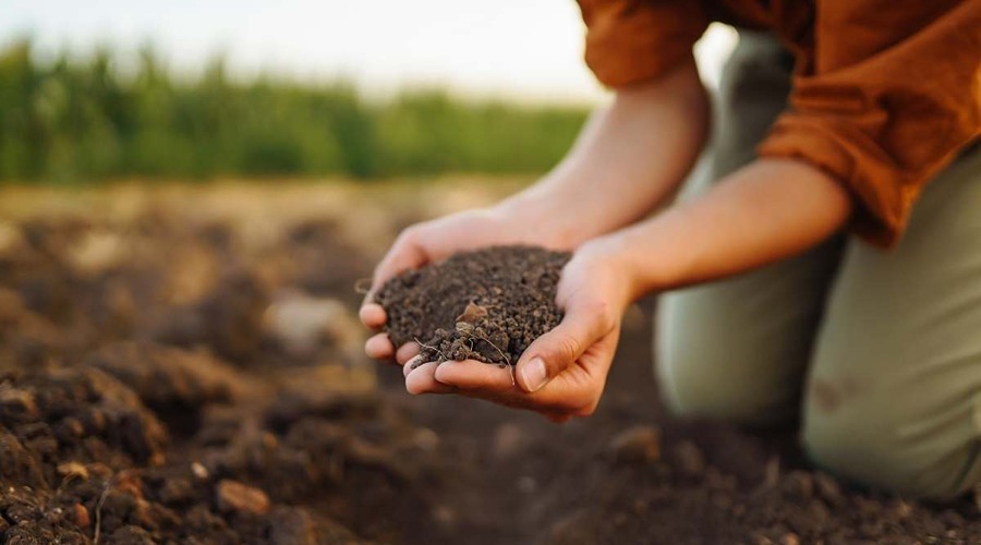 Sandy Soil: बलुई मिट्टी क्या होती है और किस इलाके में सबसे ज्यादा पाई जाती है ?