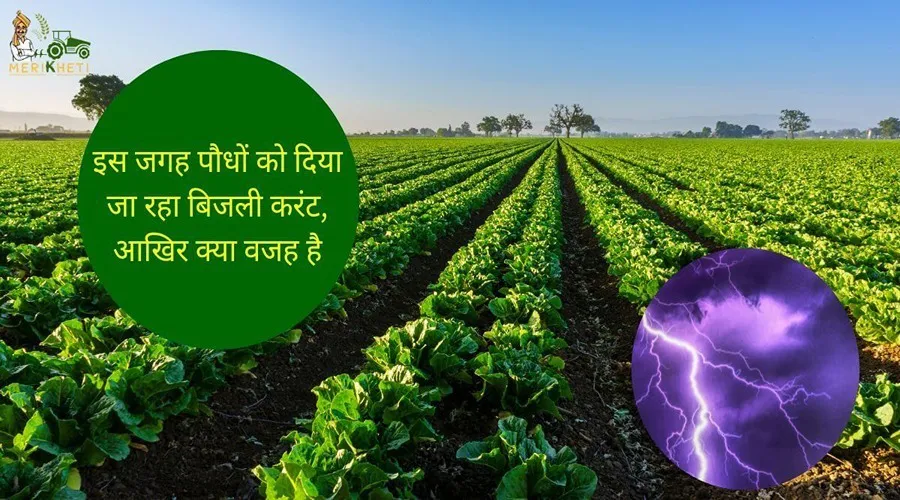  Electric current is being given to plants at this place, what is the reason?