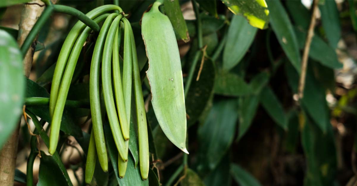 वनीला की खेती: लागत, पैदावार और मुनाफे की पूरी जानकारी