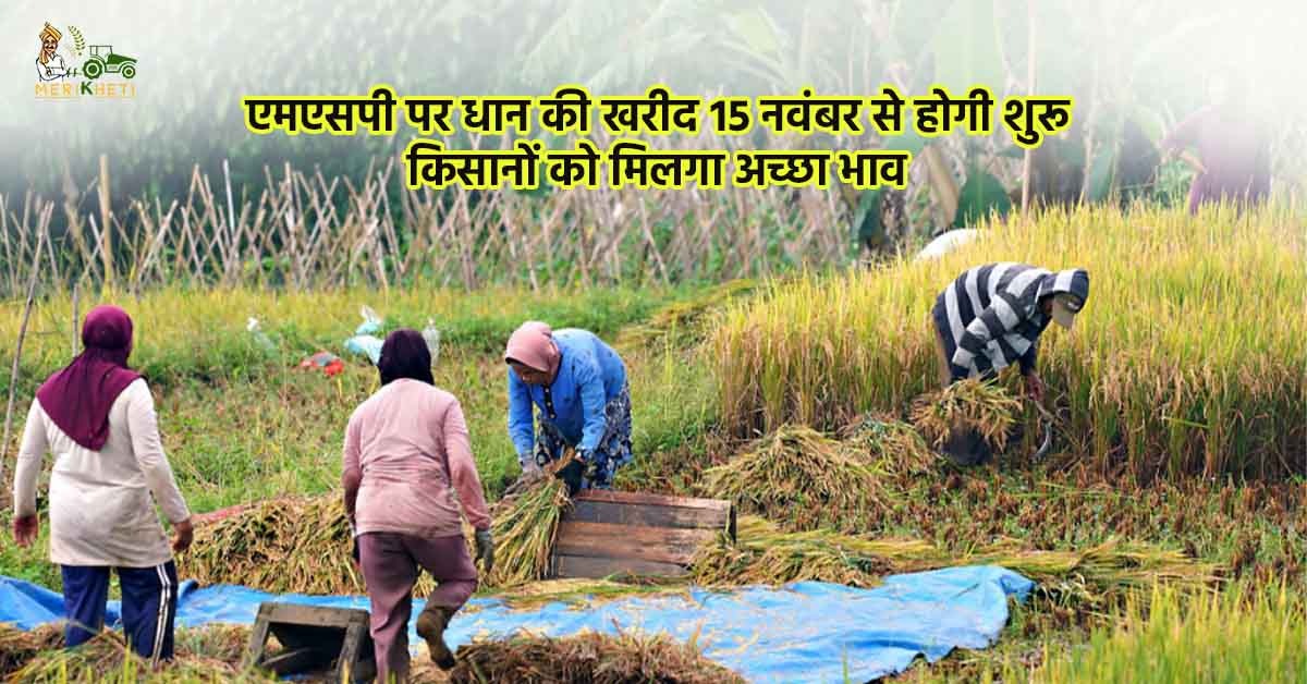 एमएसपी पर धान की खरीद 15 नवंबर से होगी शुरू - किसानों को मिलगा अच्छा भाव