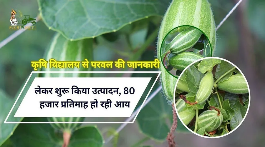 कृषि विद्यालय से परवल की जानकारी लेकर शुरू किया उत्पादन, 80 हजार प्रतिमाह हो रही आय
