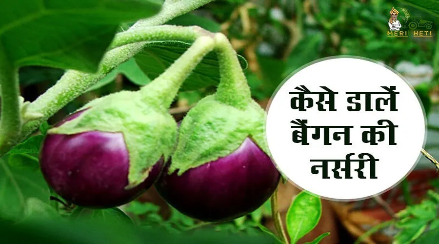 कैसे डालें बैंगन की नर्सरी
