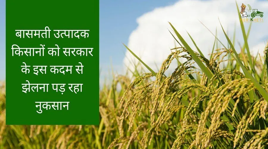 बासमती उत्पादक किसानों को सरकार के इस कदम से झेलना पड़ रहा नुकसान
