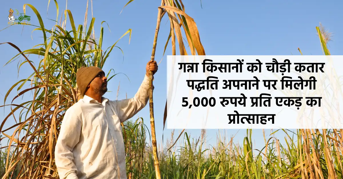गन्ना किसानों के लिए खुशखबरी: चौड़ी कतार पद्धति अपनाने पर मिलेगा 5,000 रुपये प्रति एकड़ का प्रोत्साहन