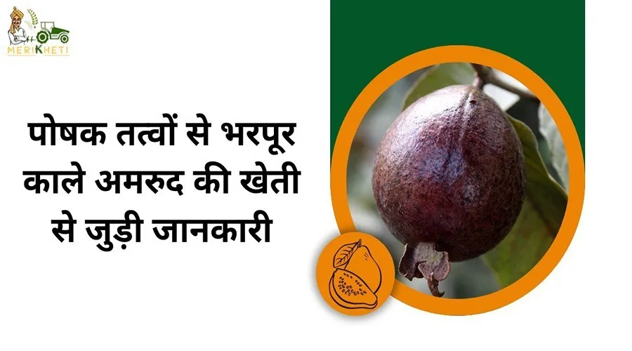 पोषक तत्वों से भरपूर काले अमरुद की खेती से जुड़ी जानकारी