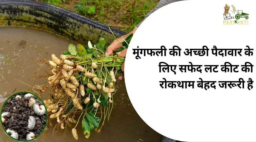 मूंगफली की अच्छी पैदावार के लिए सफेद लट कीट की रोकथाम बेहद जरूरी है