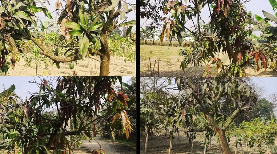 आम का पेड़ ऊपर से नीचे की तरफ सूख (शीर्ष मरण) रहा है तो कैसे करें प्रबंधित?
