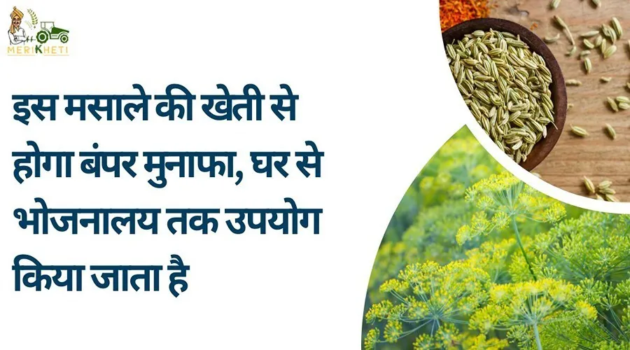 इस मसाले की खेती से होगा बंपर मुनाफा, घर से भोजनालय तक उपयोग किया जाता है