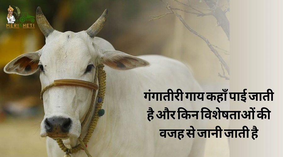 गंगातीरी गाय कहाँ पाई जाती है और किन विशेषताओं की वजह से जानी जाती है