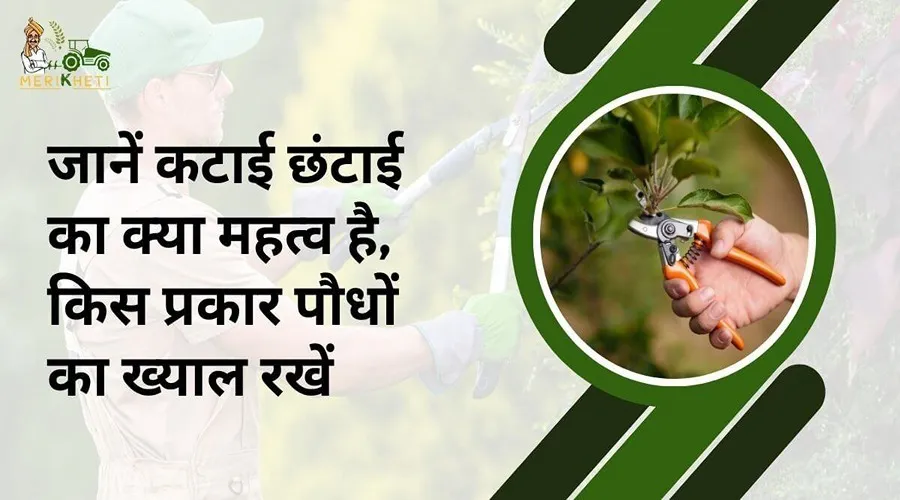जानें कटाई छंटाई का क्या महत्व है, किस प्रकार पौधों का ख्याल रखें