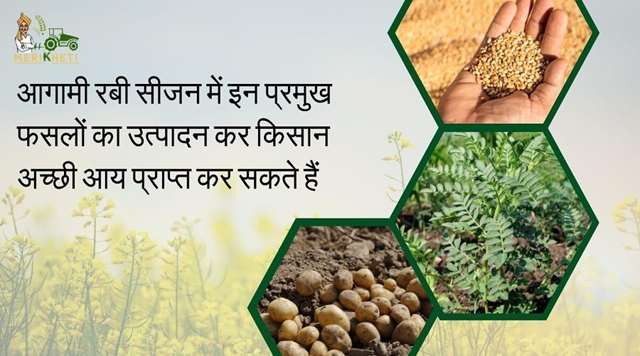आगामी रबी सीजन में इन प्रमुख फसलों का उत्पादन कर किसान अच्छी आय प्राप्त कर सकते हैं