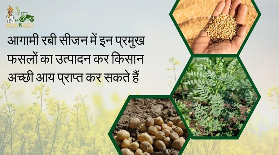 आगामी रबी सीजन में इन प्रमुख फसलों का उत्पादन कर किसान अच्छी आय प्राप्त कर सकते हैं
