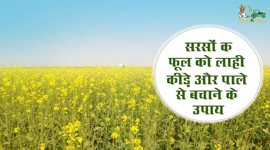सरसों के फूल को लाही कीड़े और पाले से बचाने के उपाय
