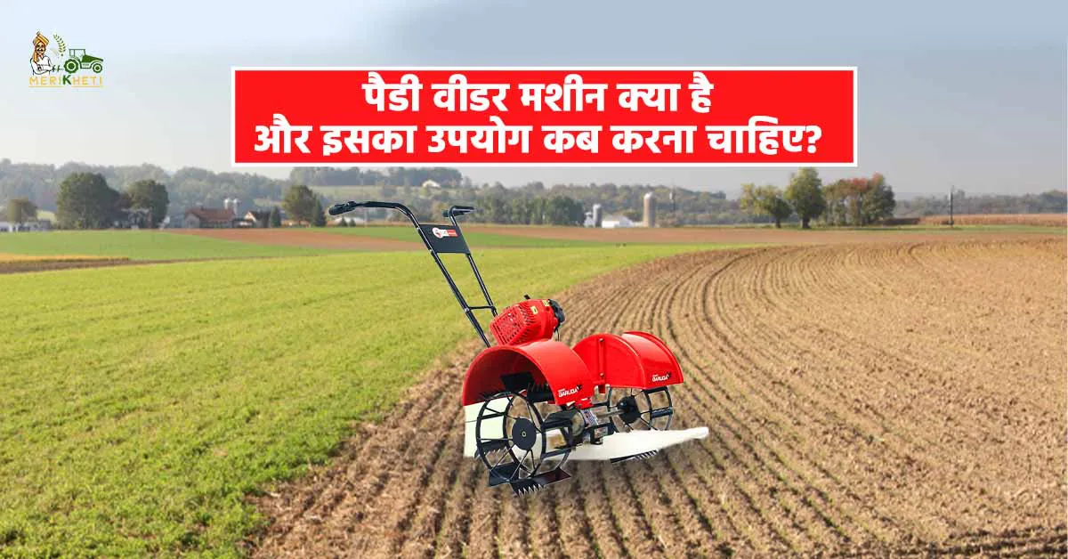 पैडी वीडर मशीन क्या है और इसका उपयोग कब करना चाहिए?