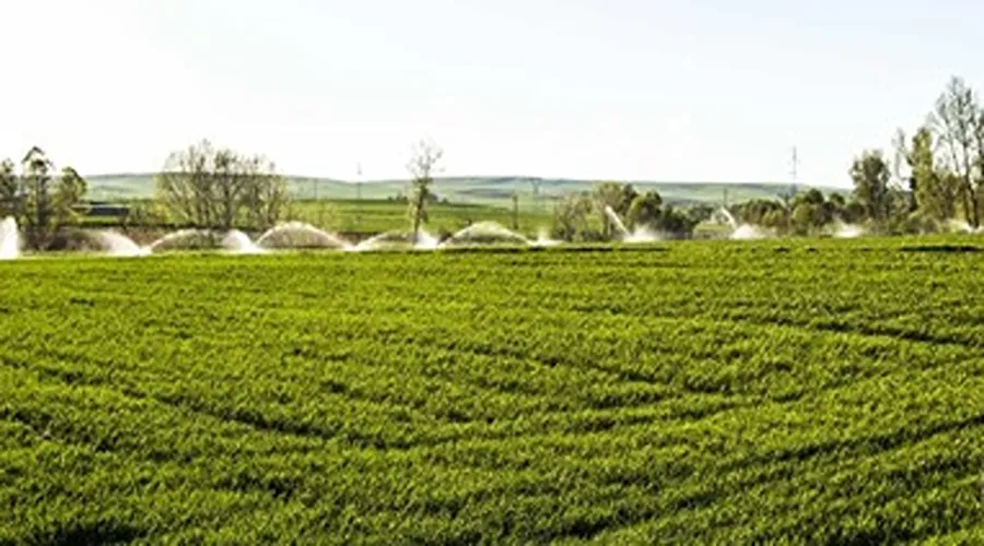 Important role of irrigation to increase the yield of wheat crop in Rabi season