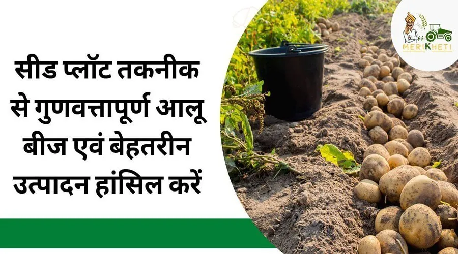 सीड प्लॉट तकनीक से गुणवत्तापूर्ण आलू बीज एवं बेहतरीन उत्पादन हांसिल करें