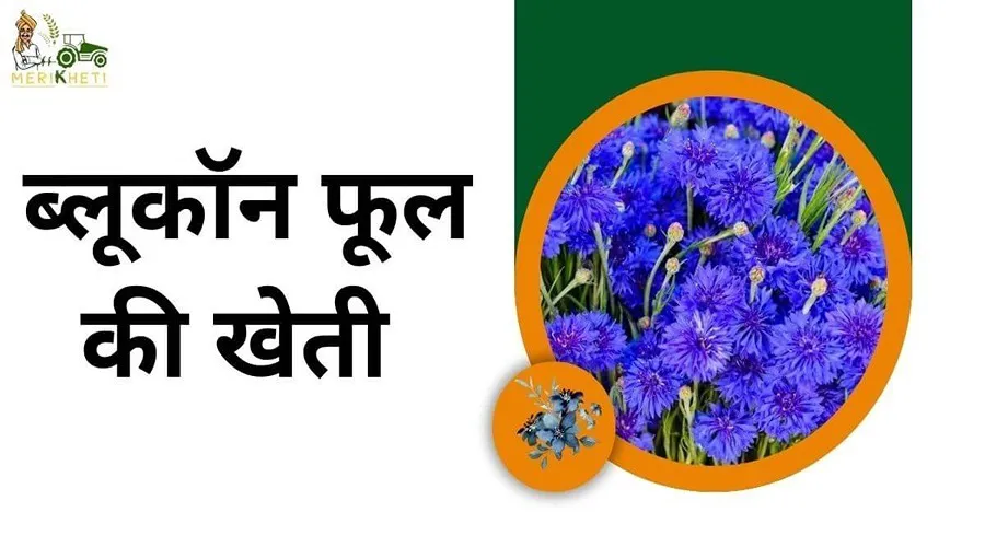 ब्लूकॉन फूल की खेती से बुंदेलखंड के किसानों को अच्छा-खासा लाभ हो रहा है