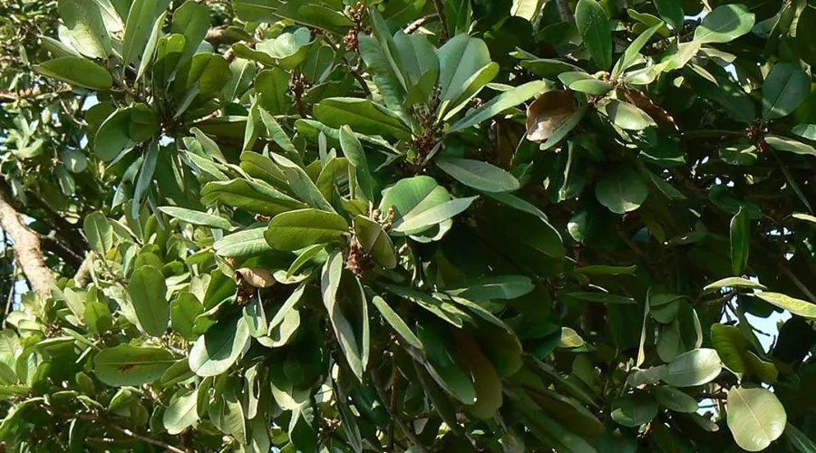  Khirni tree : Important information related to Khirni tree