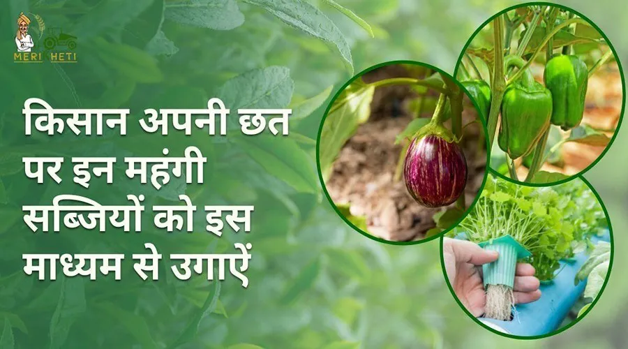 किसान अपनी छत पर इन महंगी सब्जियों को इस माध्यम से उगाऐं