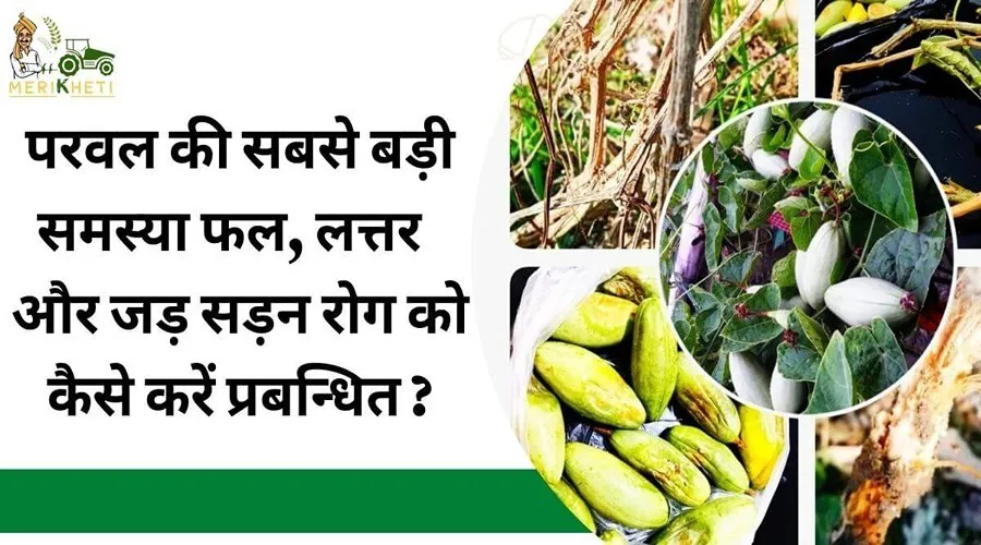 परवल की सबसे बड़ी समस्या फल, लत्तर और जड़ सड़न रोग को कैसे करें प्रबन्धित?