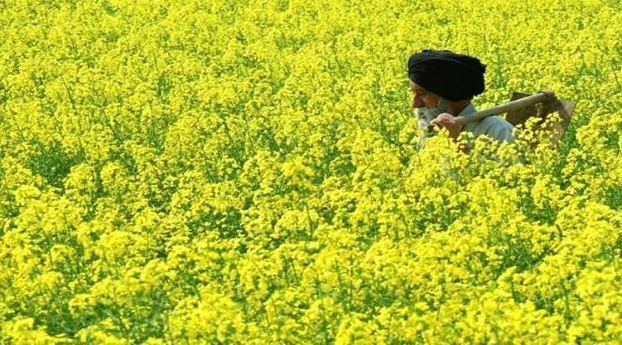 सरसों के कीट और उनसे फसल सुरक्षा 
