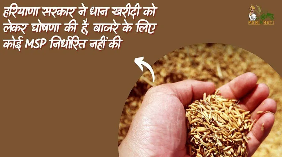 हरियाणा सरकार ने धान खरीदी को लेकर घोषणा की है, बाजरे के लिए कोई MSP निर्धारित नहीं की