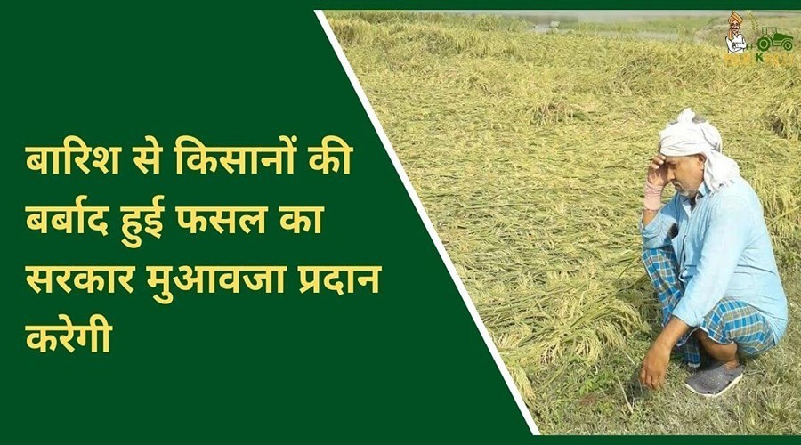 बारिश से किसानों की बर्बाद हुई फसल का सरकार मुआवजा प्रदान करेगी