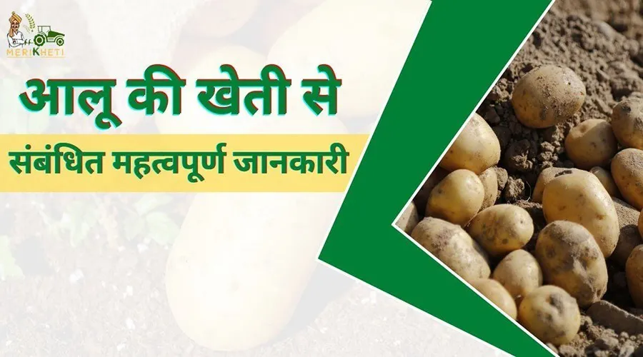 Potato farming: आलू की खेती से संबंधित महत्वपूर्ण जानकारी