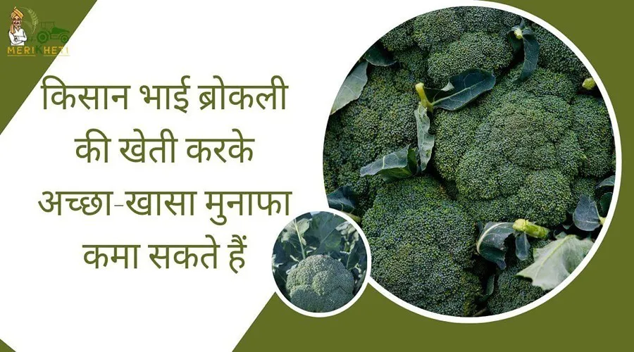 किसान भाई ब्रोकली की खेती करके अच्छा-खासा मुनाफा कमा सकते हैं