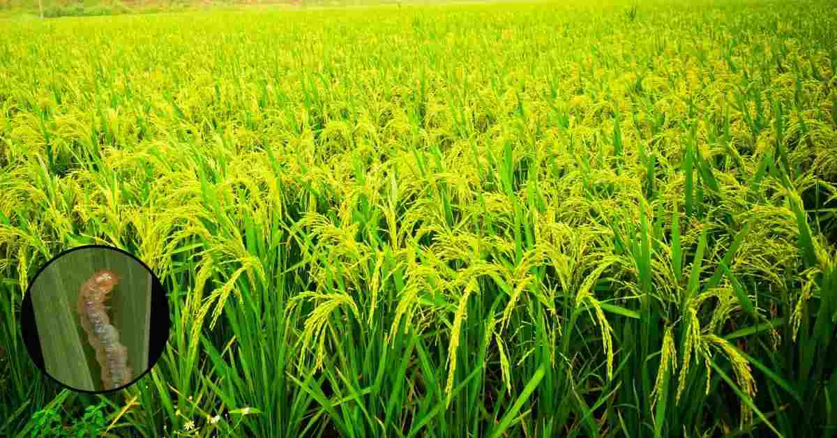 धान की फसल में कैसे करें पत्ती मोड़क कीट का नियंत्रण