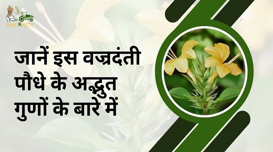 जानें आज के दौर में विलुप्ती की कगार पर इस वज्रदंती पौधे के अद्भुत गुणों के बारे में