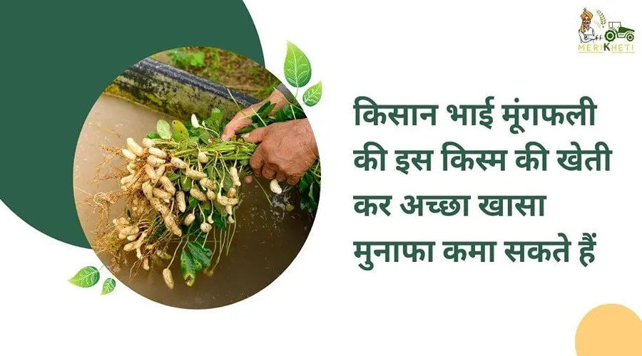 किसान भाई मूंगफली की इस किस्म की खेती कर अच्छा खासा मुनाफा कमा सकते हैं