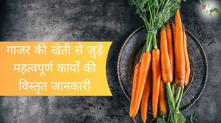 गाजर की खेती से जुड़े महत्वपूर्ण कार्यों की विस्तृत जानकारी