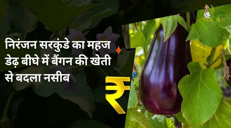 निरंजन सरकुंडे का महज डेढ़ बीघे में बैंगन की खेती से बदला नसीब