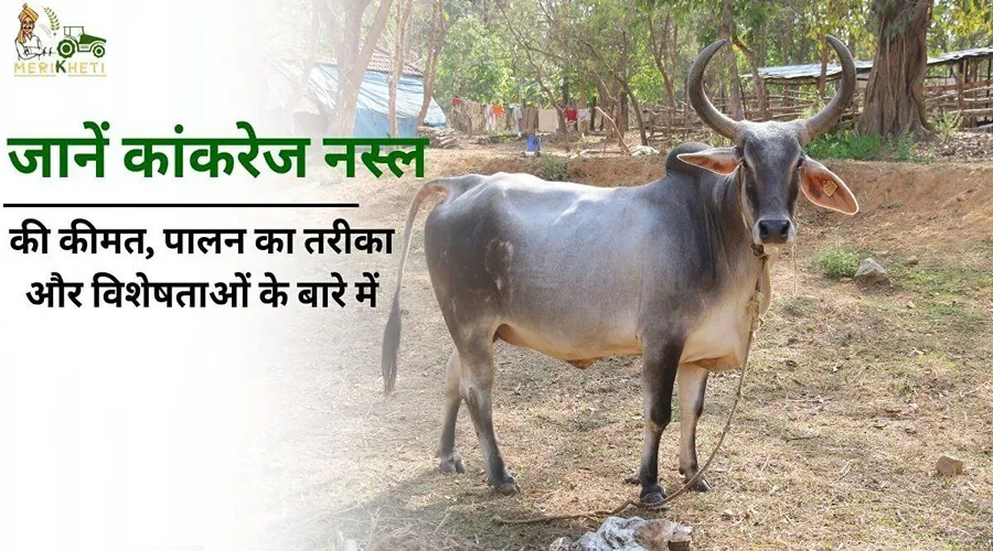 जानें कांकरेज नस्ल की गाय की कीमत, पालन का तरीका और विशेषताओं के बारे में