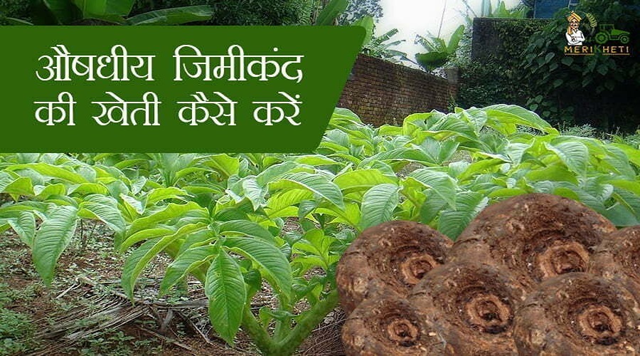 औषधीय जिमीकंद की खेती कैसे करें (Elephant Yam in Hindi)