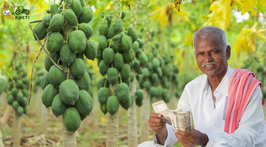 एकीकृत बागवानी विकास मिशन: पपीते की खेती के लिए किसानों को मिलेगी 45,000 रुपये की सब्सिडी