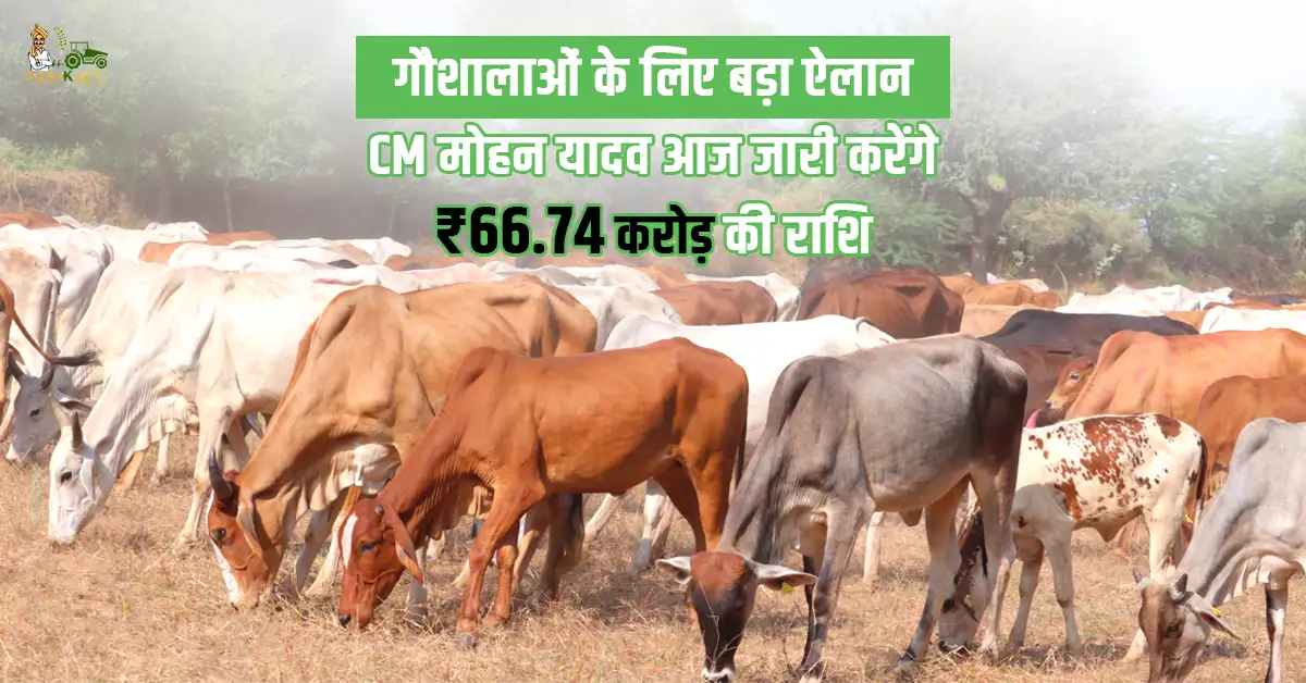गौशालाओं के लिए बड़ा ऐलान! CM मोहन यादव आज जारी करेंगे ₹66.74 करोड़ की राशि