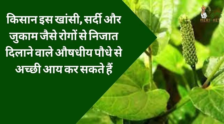किसान इस खांसी, सर्दी और जुकाम जैसे रोगों से निजात दिलाने वाले औषधीय पौधे से अच्छी आय कर सकते हैं