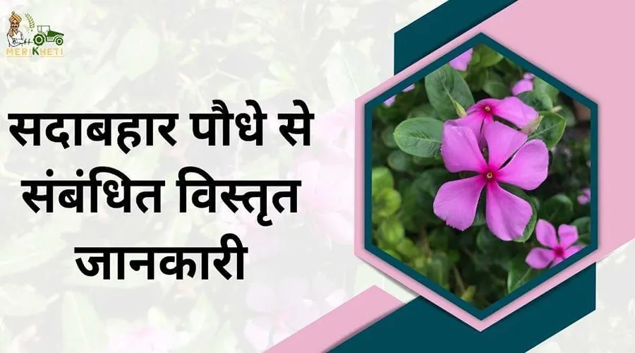 सदाबहार पौधे से संबंधित विस्तृत जानकारी
