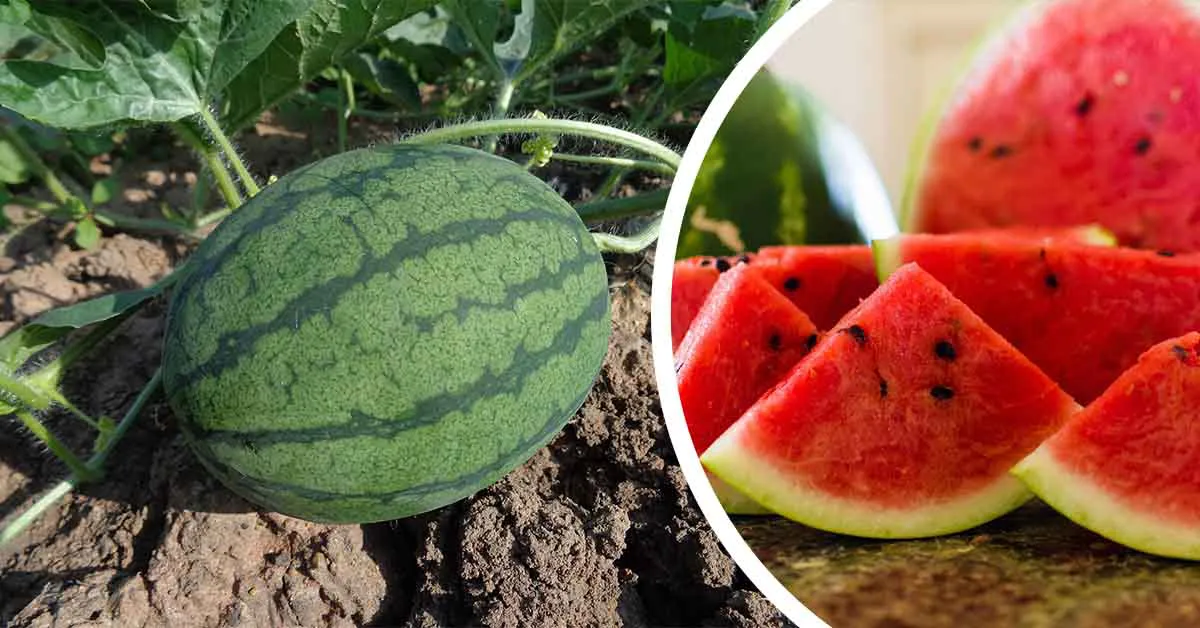 Watermelon Farming in India: Varieties, Guide & Benefits