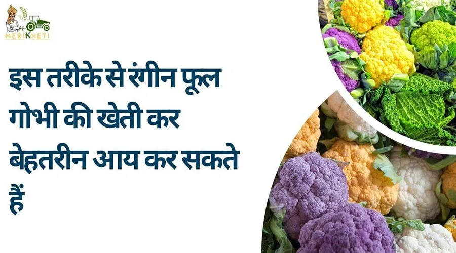 इस तरीके से रंगीन फूल गोभी की खेती कर बेहतरीन आय कर सकते हैं