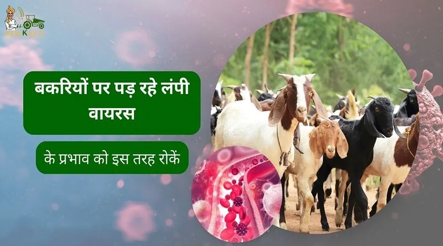 बकरियों पर पड़ रहे लंपी वायरस के प्रभाव को इस तरह रोकें