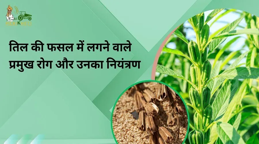 तिल की फसल में लगने वाले प्रमुख रोग और उनका नियंत्रण 