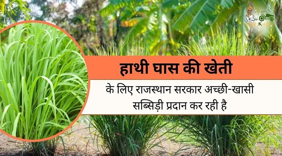 हाथी घास की खेती के लिए राजस्थान सरकार अच्छी-खासी सब्सिड़ी प्रदान कर रही है